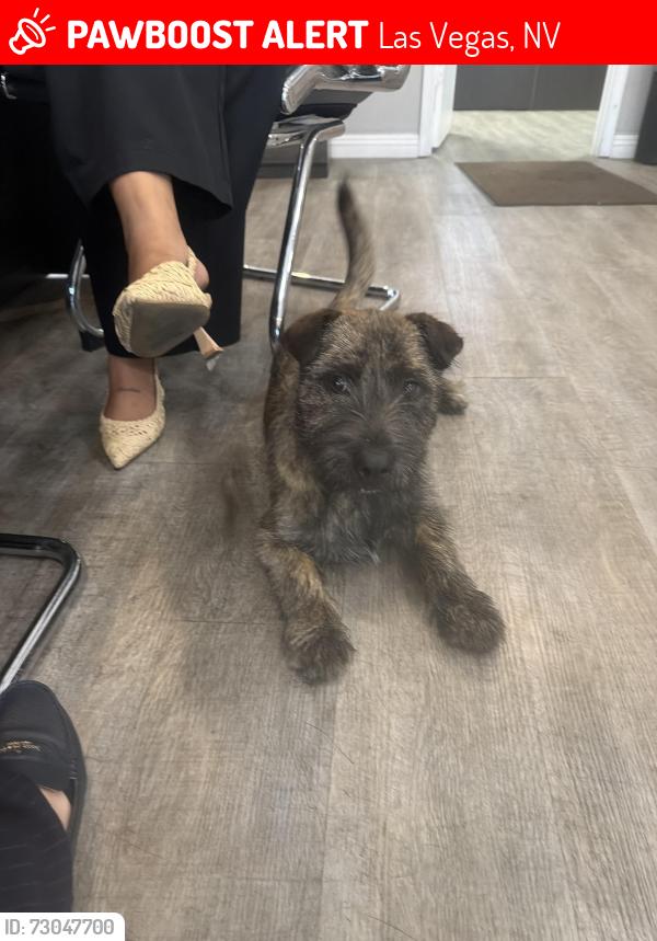 Lost Male Dog last seen Near Sturgeon lane, Las Vegas, NV 89110