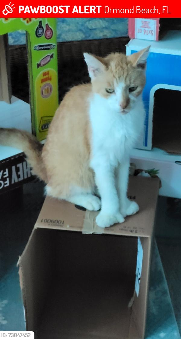 Lost Male Cat last seen Wye Drive, Ormond Beach, FL 32176