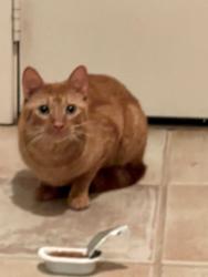 Found/Stray Female Cat last seen Hillsboro and Bancroft, Forest Hills, Forest Hills, TN 37215