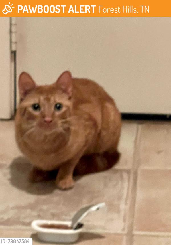 Found/Stray Female Cat last seen Hillsboro and Bancroft, Forest Hills, Forest Hills, TN 37215