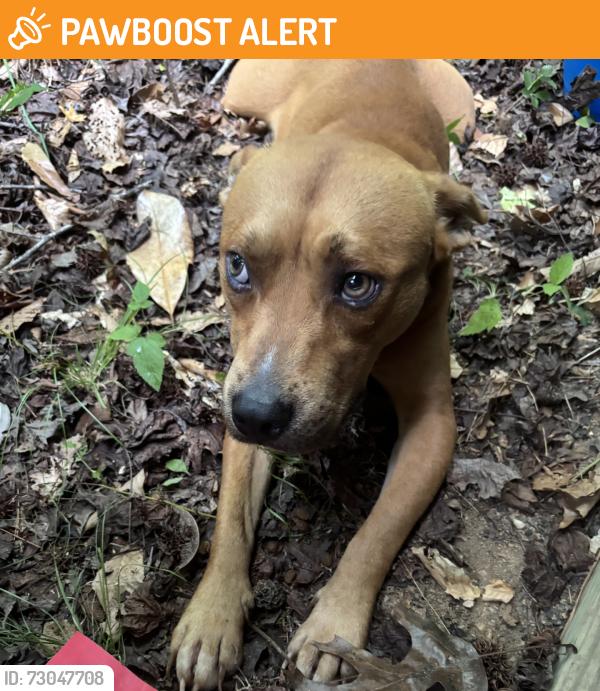 Found/Stray Male Dog last seen Near George york rd, Randleman, NC 27317, Randolph County, NC 27230