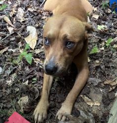 Found/Stray Male Dog last seen Near George york rd, Randleman, NC 27317, Randolph County, NC 27230