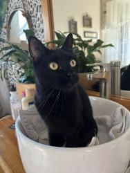 Lost Female Cat last seen Breakwater blvd Spring Hill Fl, Spring Hill, FL 34607