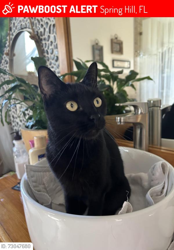 Lost Female Cat last seen Breakwater blvd Spring Hill Fl, Spring Hill, FL 34607