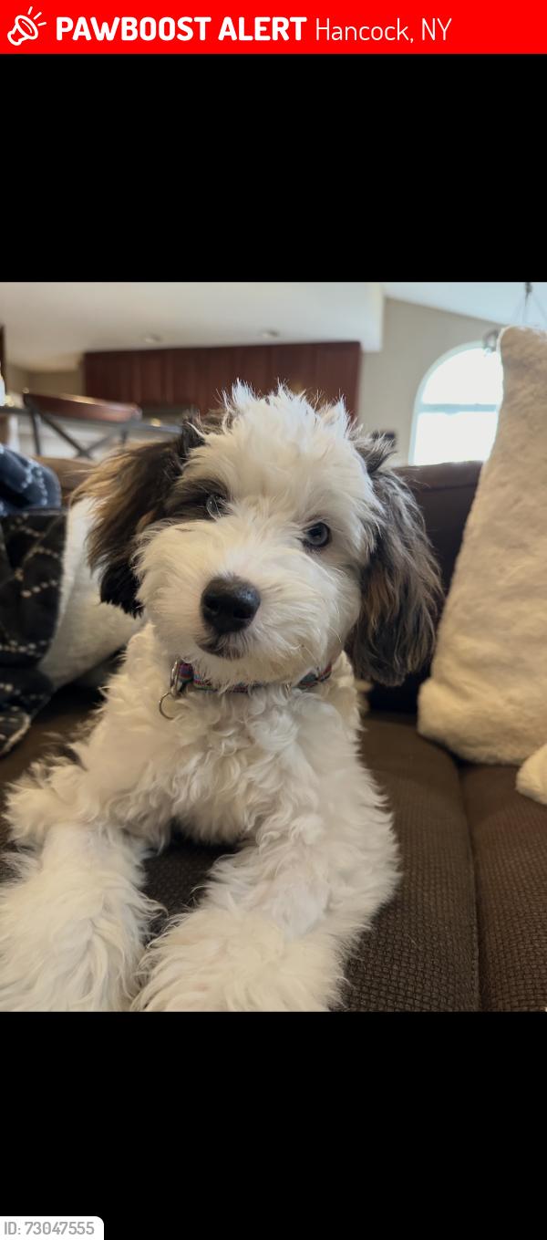 Lost Female Dog last seen Silver Lake Rd and Bush Hill Rd, Hancock, NY 13783