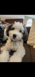 Lost Female Dog last seen Silver Lake Rd and Bush Hill Rd, Hancock, NY 13783