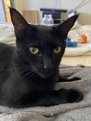 Lost Female Cat last seen Bolsa chica & Edinger montesori school & park in the back yard , Huntington Beach, CA 92649