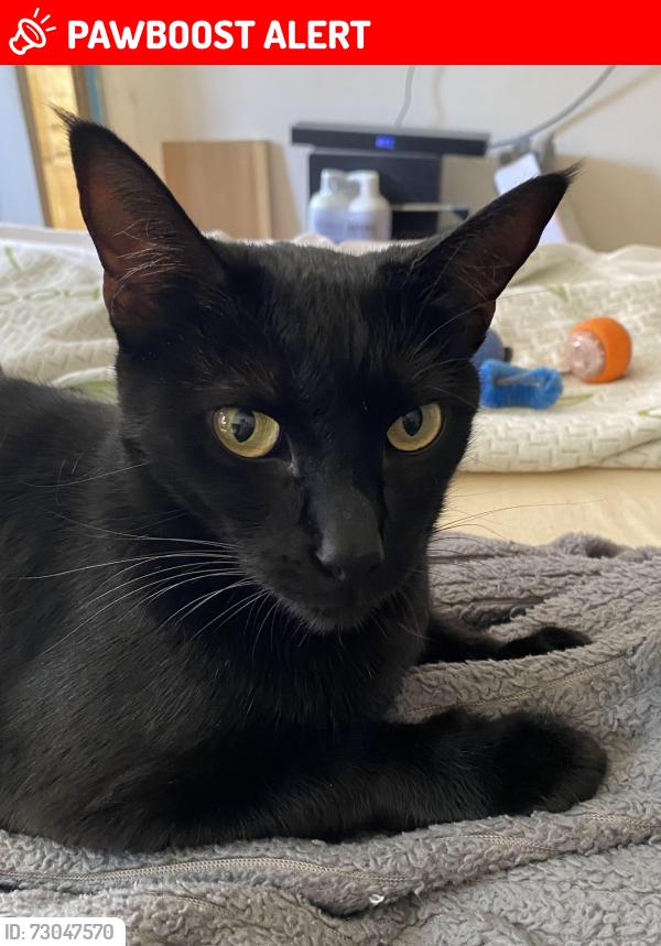 Lost Female Cat last seen Bolsa chica & Edinger montesori school & park in the back yard , Huntington Beach, CA 92649