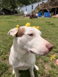 Lost Female Dog last seen Settingdown rd cumming, Forsyth County, GA 30041