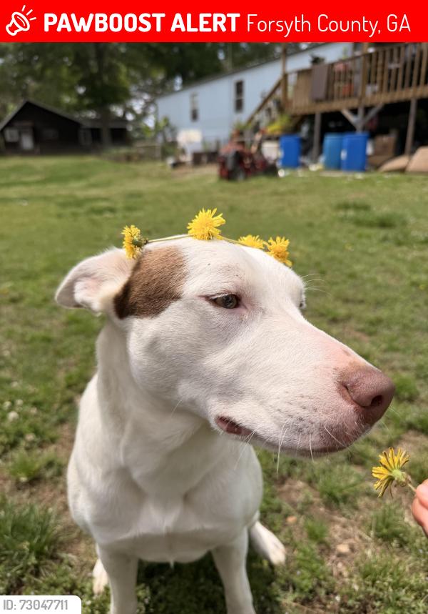 Lost Female Dog last seen Settingdown rd cumming, Forsyth County, GA 30041