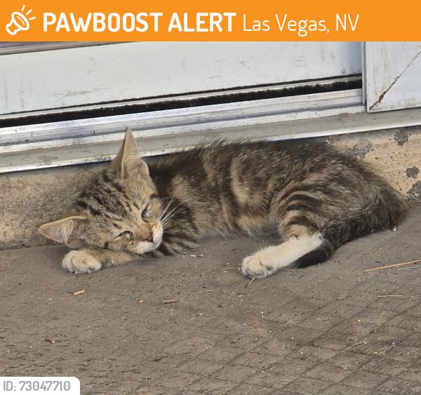 Found/Stray Unknown Cat last seen Weatherstone and Arrowroot, Las Vegas, NV 89110