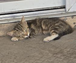 Found/Stray Unknown Cat last seen Weatherstone and Arrowroot, Las Vegas, NV 89110