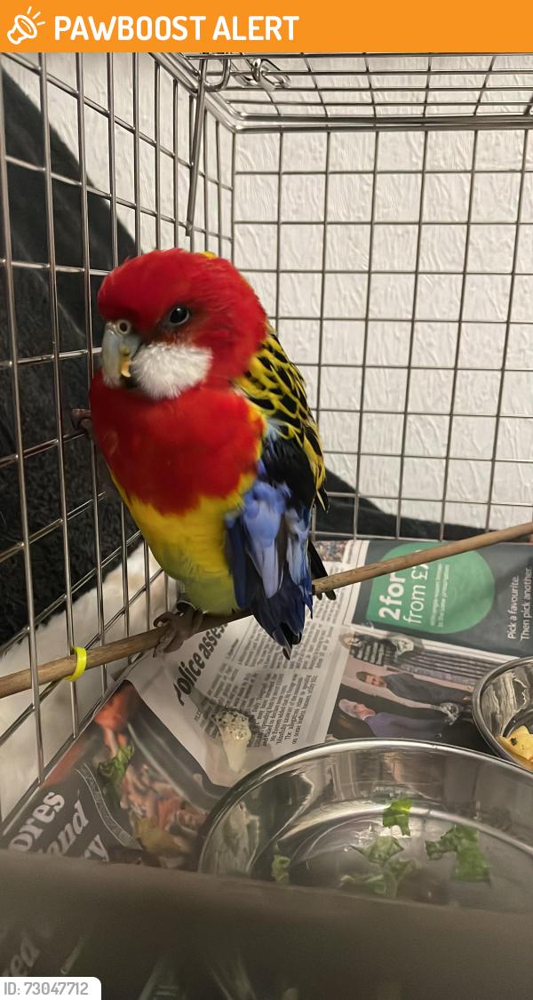 Found/Stray Unknown Bird last seen Cundy road, Greater London, England E16 3DJ