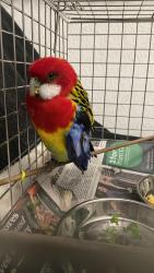Found/Stray Unknown Bird last seen Cundy road, Greater London, England E16 3DJ
