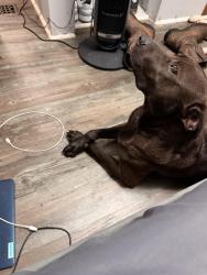 Lost Male Dog last seen Settingdown rd, Forsyth County, GA 30041