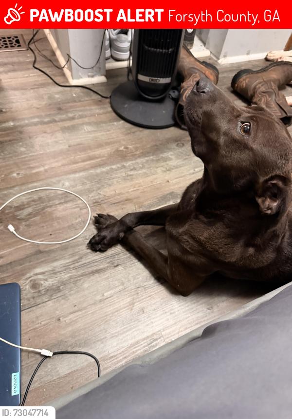 Lost Male Dog last seen Settingdown rd, Forsyth County, GA 30041