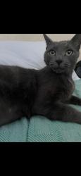 Lost Male Cat last seen 44th st and sierra way, San Bernardino, CA 92404