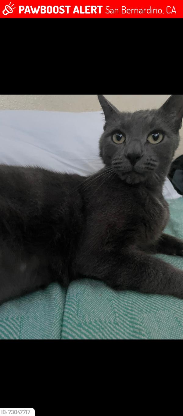 Lost Male Cat last seen 44th st and sierra way, San Bernardino, CA 92404