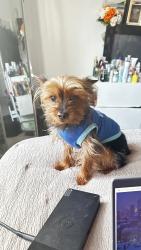 Lost Male Dog last seen Rosedale , Baltimore, MD 21216
