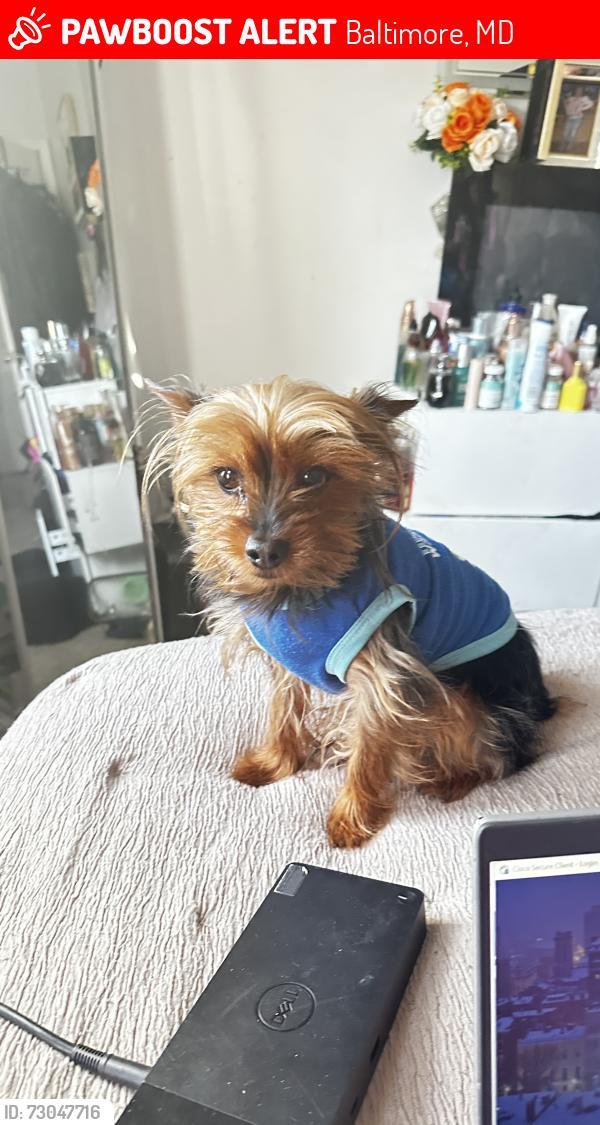 Deceased Male Dog last seen Rosedale , Baltimore, MD 21216