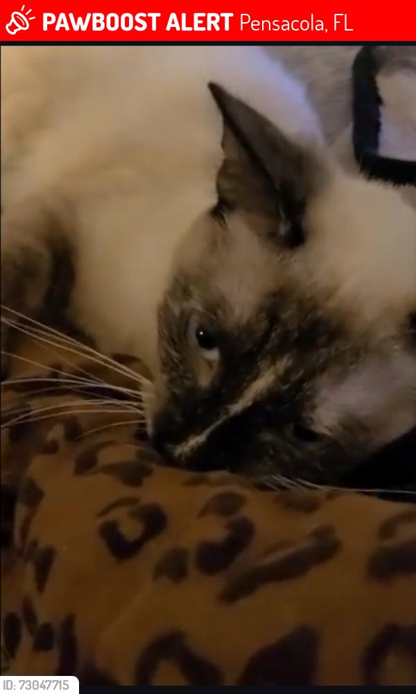 Lost Female Cat last seen Barrancas ave,  navy blvd, dollar general,  greers, Pensacola, FL 32502