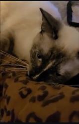 Lost Female Cat last seen Barrancas ave,  navy blvd, dollar general,  greers, Pensacola, FL 32502