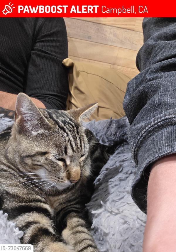 Lost Female Cat last seen Winchester Boulevard, Campbell, CA 95008