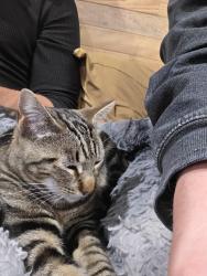 Lost Female Cat last seen Winchester Boulevard, Campbell, CA 95008
