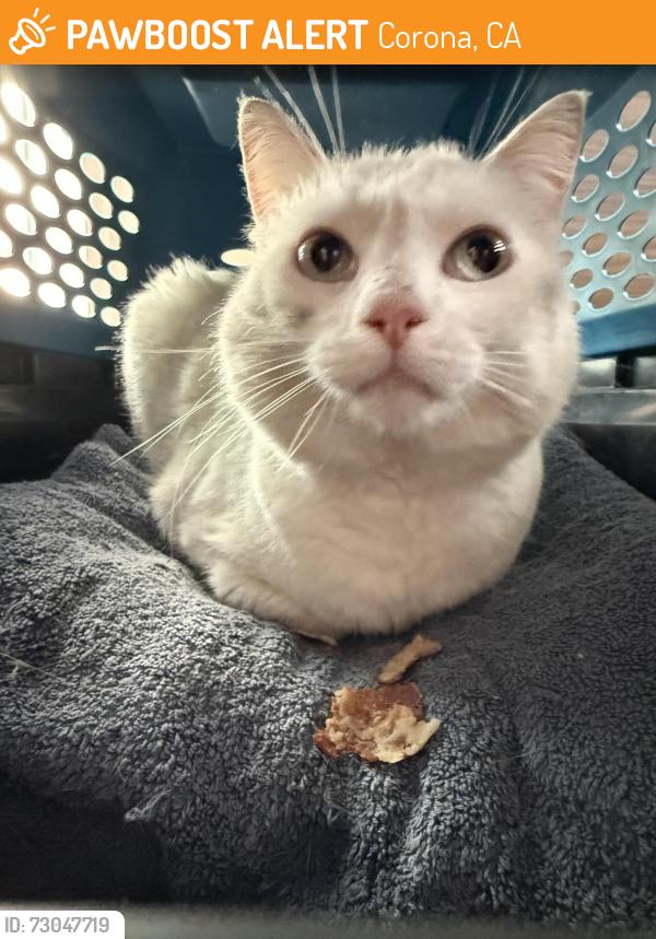 Found/Stray Unknown Cat last seen Honors Lane and Galloway Lane, Corona, CA 92883