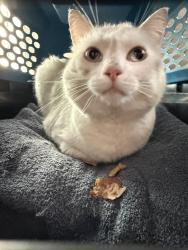 Found/Stray Unknown Cat last seen Honors Lane and Galloway Lane, Corona, CA 92883