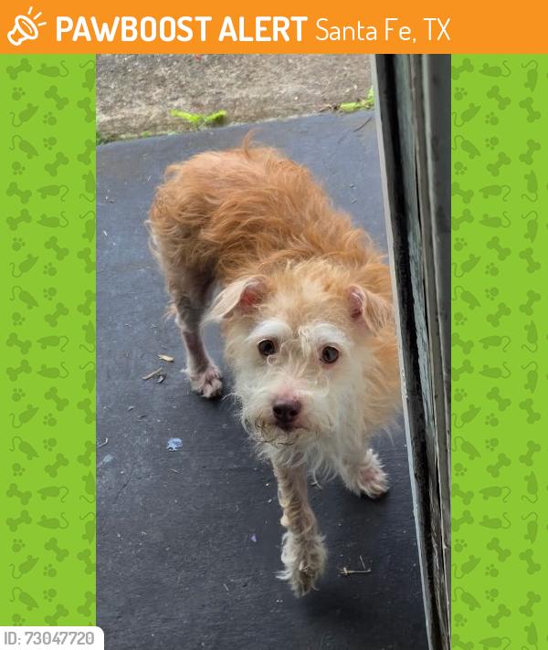 Found/Stray Male Dog last seen 2nd street ,Santos park ,avenue J, Santa Fe, TX 77510