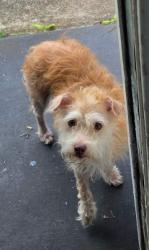 Found/Stray Male Dog last seen 2nd street ,Santos park ,avenue J, Santa Fe, TX 77510