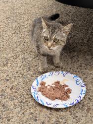 Found/Stray Unknown Cat last seen Charles Street- Speers Park, Speers, PA 15022