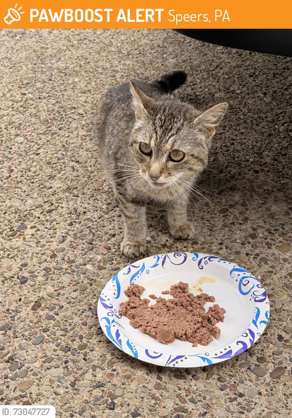 Found/Stray Unknown Cat last seen Charles Street- Speers Park, Speers, PA 15022