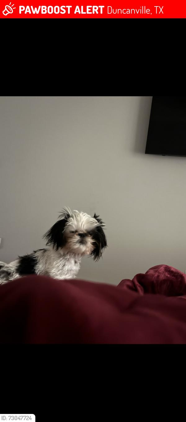 Lost Male Dog last seen I 20 duncanville, Duncanville, TX 75116