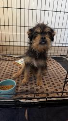Found/Stray Female Dog last seen South Ave 60 and Oak Hill Dr, Los Angeles, CA 90042