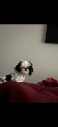 Lost Male Dog last seen I 20 duncanville, Duncanville, TX 75116