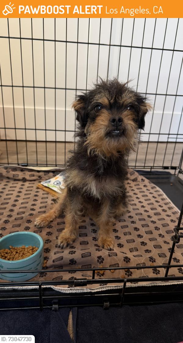 Found/Stray Female Dog last seen South Ave 60 and Oak Hill Dr, Los Angeles, CA 90042