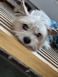 Reunited Male Dog last seen Near S California ave , Chicago, IL 60629