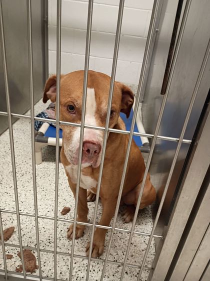 Shelter Stray Male Dog last seen Hammond Heights Apartment Complex, Atlanta, GA, 1251 Fulton Industrial Blvd NW, Atlanta, GA 30336, USA