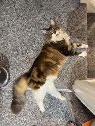 Lost Female Cat last seen Rock pub, Cambridgeshire, England CB1 7AW
