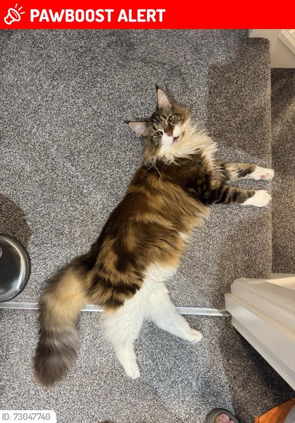 Lost Female Cat last seen Rock pub, Cambridgeshire, England CB1 7AW