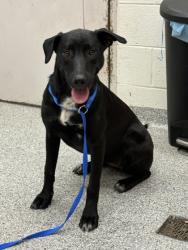Shelter Stray Female Dog last seen Inskip Rd & Central Ave, City of Knoxville GP, TN, 3201 Division St, Knoxville, TN 37919, USA