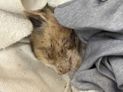 Shelter Stray Unknown Cat last seen Near River Ridge dr, Other - Out of County, GA, 3280 Chamblee Dunwoody Rd, Chamblee, GA 30341, USA