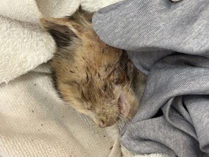 Shelter Stray Unknown Cat last seen Near River Ridge dr, Other - Out of County, GA, 3280 Chamblee Dunwoody Rd, Chamblee, GA 30341, USA