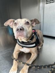 Shelter Stray Female Dog last seen Near SOUTH FWY, South District, TX, 355 Hillshire Dr, Haslet, TX 76052, USA