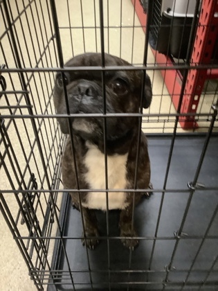 Shelter Stray Male Dog last seen Near Wilbarger St., East District, TX, 355 Hillshire Dr, Haslet, TX 76052, USA