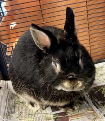 Shelter Stray Unknown Rabbit last seen Near Henderson Rd, 30084, GA, 3280 Chamblee Dunwoody Rd, Chamblee, GA 30341, USA