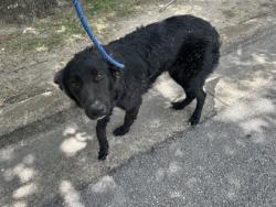 Shelter Stray Female Dog last seen Near BEACH ST, Central District, TX, 355 Hillshire Dr, Haslet, TX 76052, USA