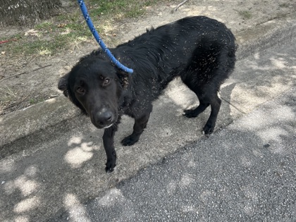 Shelter Stray Female Dog last seen Near BEACH ST, Central District, TX, 355 Hillshire Dr, Haslet, TX 76052, USA